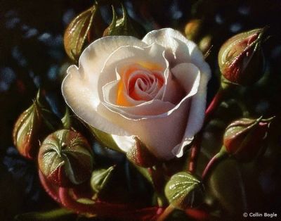 A Mamma Rosa