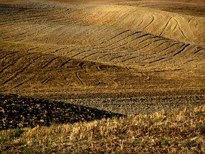 Salva dalla stolta semina