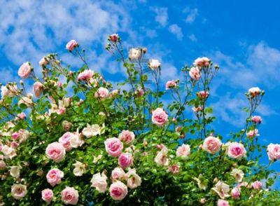 Nel dolce profumo di rose