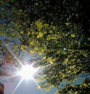 La Luce del Giardino