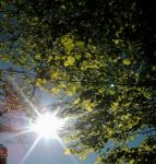 La Luce del Giardino