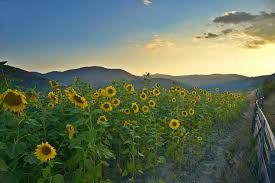 Come girasoli
