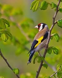 Se cardellin io fossi