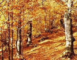 Castagneto in autunno