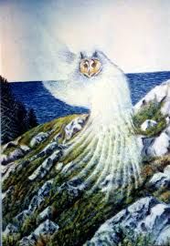 Gufo bianco nella sorte