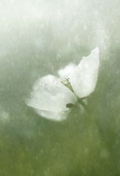 Risveglio dell'anima