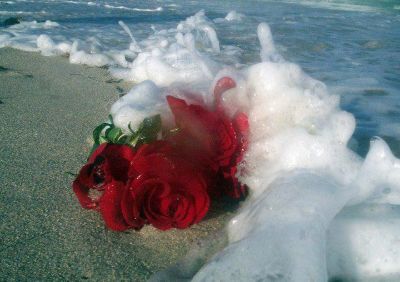 Battigia di rose rosse