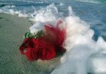 Battigia di rose rosse