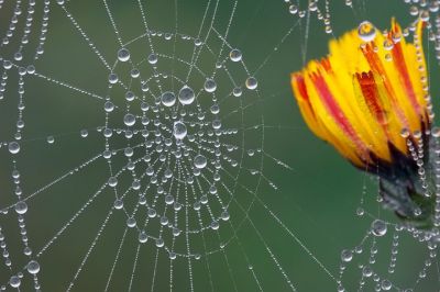 Di mai stanche fiducie