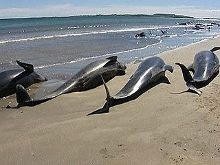 Il canto delle balene  