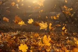 Come foglie d�autunno