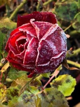 Rosa d�inverno