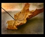 Foglia d'autunno  