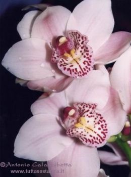Orchidea