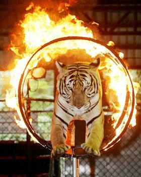 Nel cerchio di fuoco