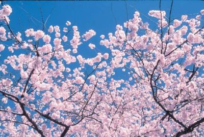 Sono calmi i ciliegi