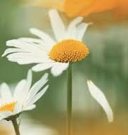 Nulla � per sempre