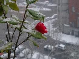 La neve e le rose