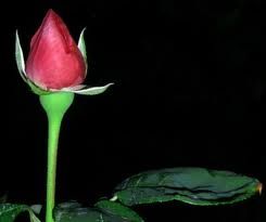 Non han profumo i fiori