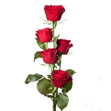 I segreti delle Rose