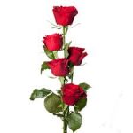 I segreti delle Rose