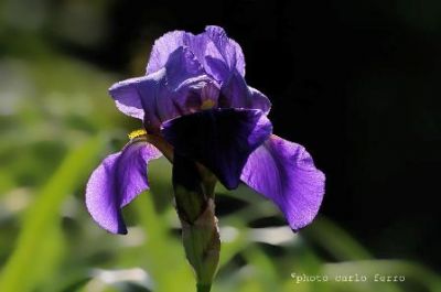 Il colore della vita  