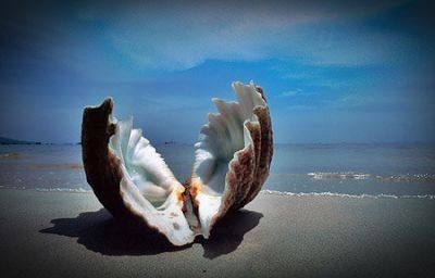 Il desiderio della conchiglia