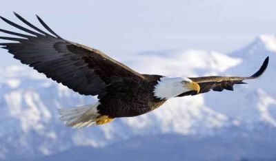 E ti regaler� due ali