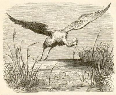 I sogni e le Cicogne