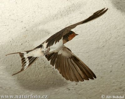 Come rondine che torna in primavera