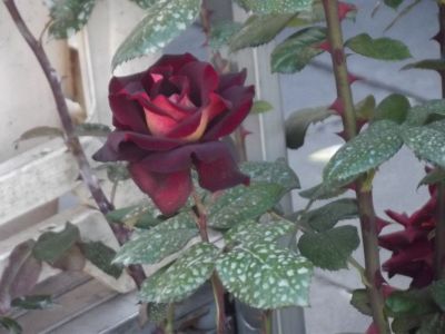 La voglia di eleggerti