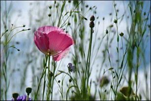 L'addio della primavera