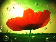 Puorteme 'a felicit�