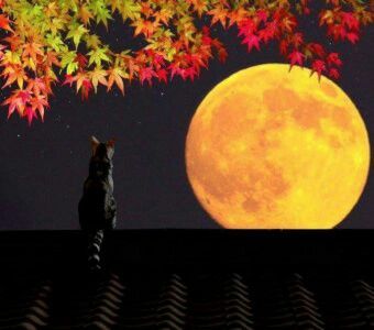 Nu respiro int'a notte