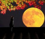 Nu respiro int'a notte