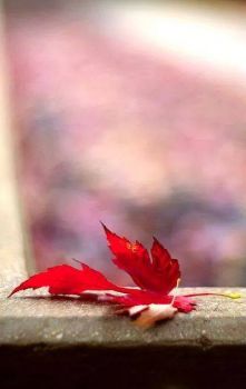 Il giorno dell'amore