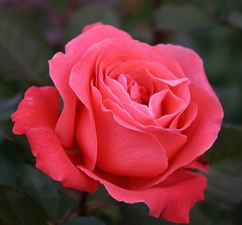 �a rosa