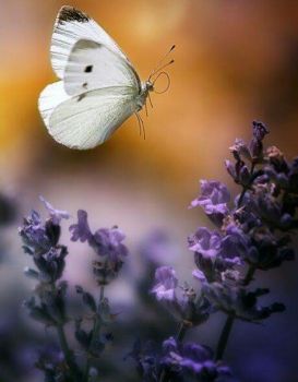 Un volo nell'amore (Amor che ascolta in rime il giorno)