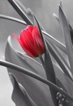 De la tua belt� il cuor ridea