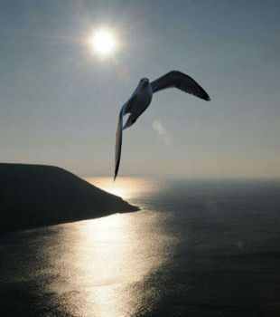 Una foglia di speranza