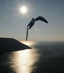 Una foglia di speranza