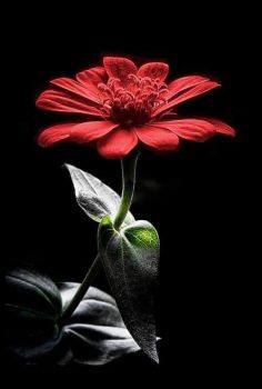 La primavera dell'amore