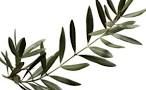 Ramoscello d�ulivo