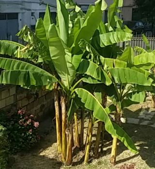 Una foresta di verde