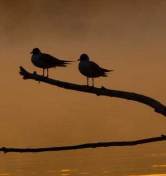 Lasciati andar ne �l cuore