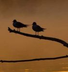 Lasciati andar ne �l cuore