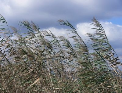 Canna al vento