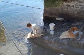 Signorinella pallida