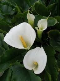 Le lacrime delle calle