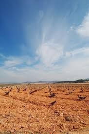 In ricordo della vigna